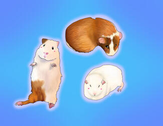 Three guinea pigs, one calico, one mostly brown, and one all white on a light blue gradient background.